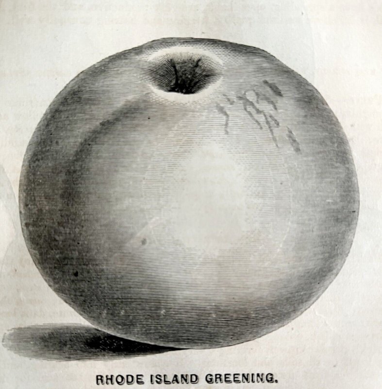 Rhode Island Greening Apple 1863 Victorian Agriculture Steel Plate Art DWZ4A