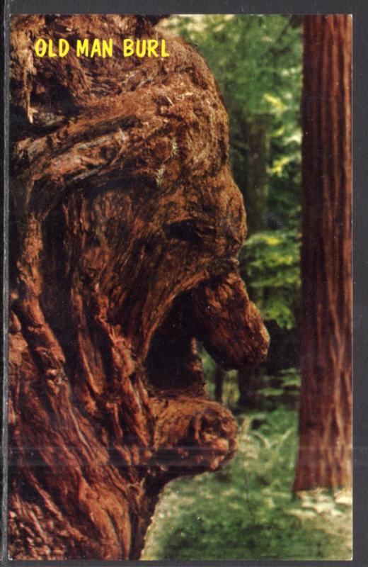 Old Man Burl,Calfornia Redwoods