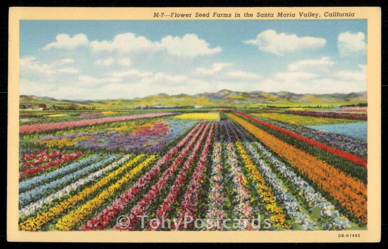 Flower Seed Farms in the Santa Maria Valley