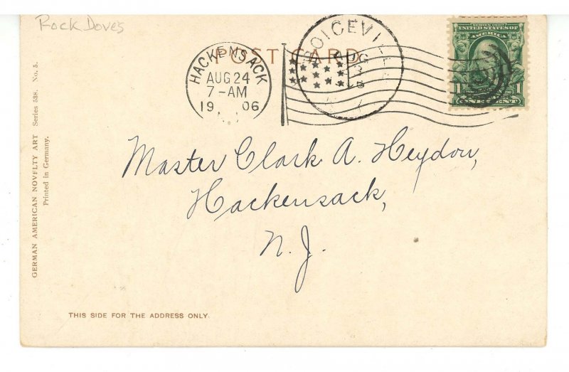 Beautiful Rock Doves