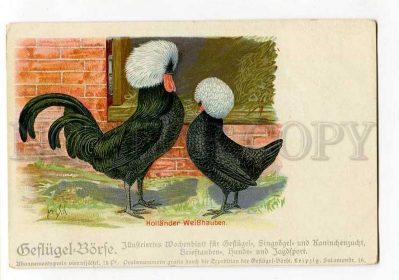 264598 HOLLANDER Hen Rooster by Herm.SCH. Vintage Poultry PC