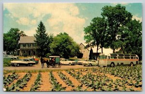 The Amish Farm & House - Lancaster, Pennsylvania - Postcard
