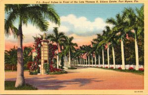 Florida Fort Myers Royal Palms In Front of The Late Thomas A Edison Estate Cu...