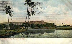 # 74 Rice Field - Hawaiian Islands , Hawaii HI