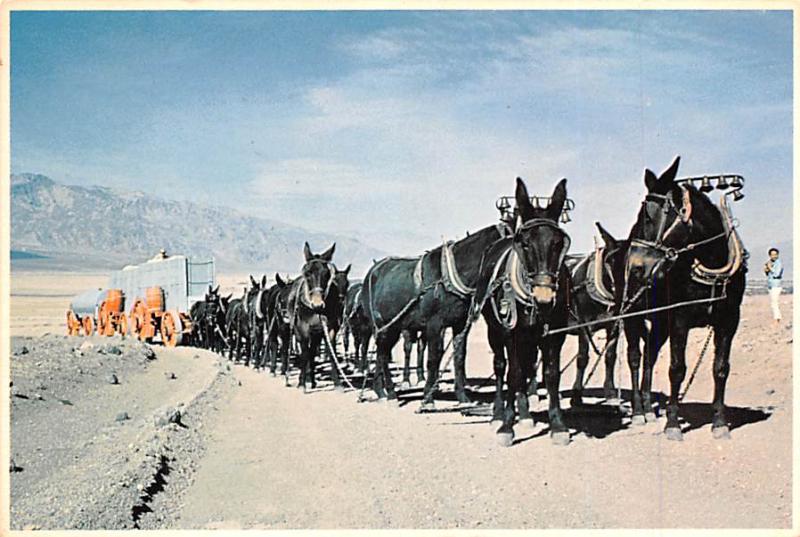 Twenty Mule Team - 