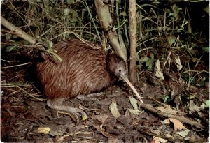 North Island, brown kiwi, New Zealand, flightless, nocturnal bird, Postcard