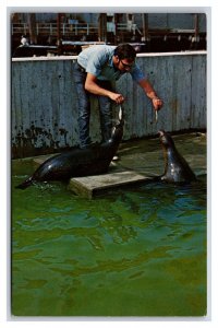 Harbor Seals New England Aquarium Boston MA Massachusetts UNP Chrome Postcard R2