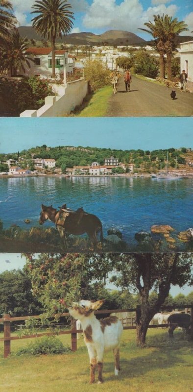 Devon Donkey Sanctuary Lanzarote Corfu 3x Donkeys Postcard