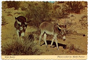 Wild Burro