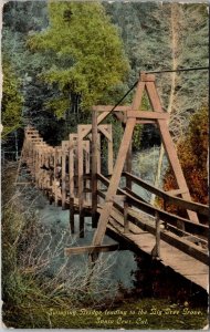 California Santa Cruz Swinging Bridge Leading To Big Tree Grove 1912
