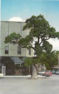 Historic Oak Tree in The North East Side Square La Grange Texas