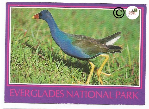 Vintage Postcard The Purple Gallinule Royal Palm in Everglades National Park