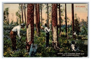 Scraping Resin Gum for Terpentine Still Florida UNP Agriculture DB Postcard H18