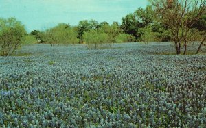 Vintage Postcard Bluebonnet Lupinus Subcarnosus Blooms in March TX State Flower