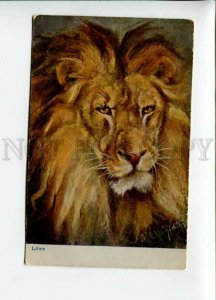 3156635 Hunt LION by RIHTER vintage Max Sinz Color Postcard