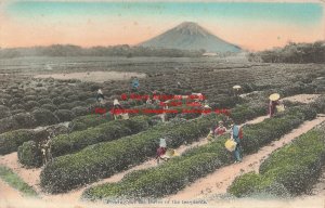 Japan, Mount Fuji, Picking Leaves Of The Tea Plants