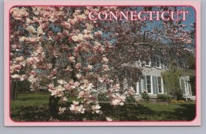 Blooming Magnolia Tree, New England Clapboard House, Connecticut, 1995 Postcard