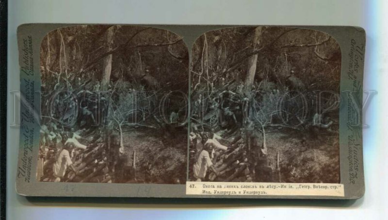 3116163 CEYLON ELEPHANT-HUNT Vintage STEREO PHOTO