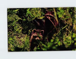 Postcard Two Raccoons in Florida's Everglades Florida USA