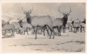 ELK BIG GAME ANIMAL OF MONTANA~1953 REAL PHOTO POSTCARD