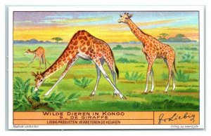 Giraffe, Congo Animals, Liebig Belgian Trade Card *VT32V