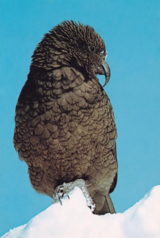 New Zealand Mountain Parrot Bird Postcard