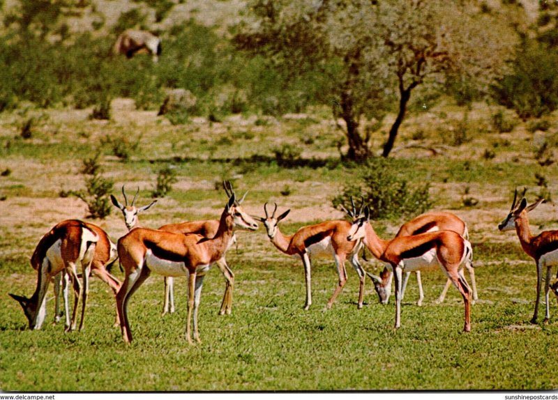 South Africa Springbok