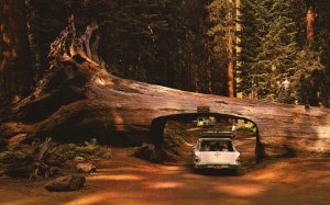 Vintage Postcard Tunnel Drive-Thru Tree World Famous California Redwood Forests