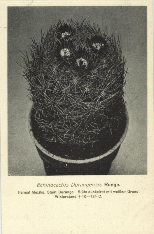 Cactus Cactaceae, Echinocactus Durangensis Runge (1920s) Otto Stoye Postcard
