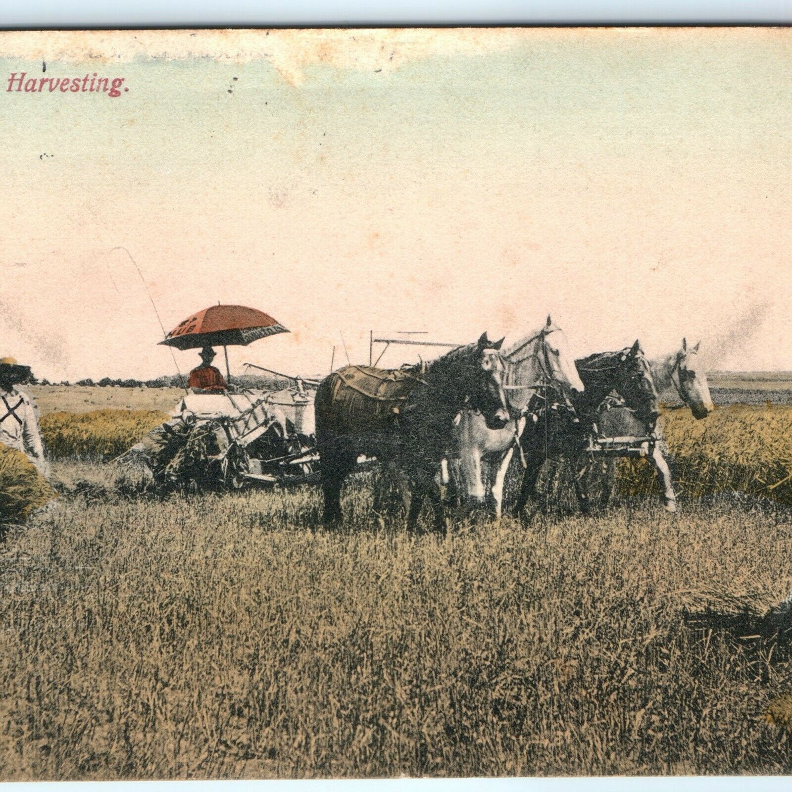 1909 New Cambria, KS Wheat Field Harvesting Hand Colored Photo Postcard