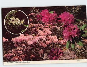 Postcard Mountain Laurel & Rhododendron, Pennsylvania