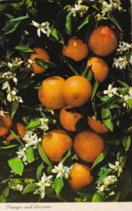 Florida Orange and Blossoms