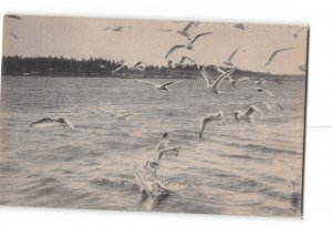 Portland Maine ME Vintage Postcard Water View Sea Gulls