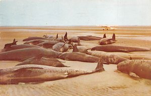 Blackfish or Pothead Whales On Beach of Cape Cod Bay Brewster, Massachusetts USA