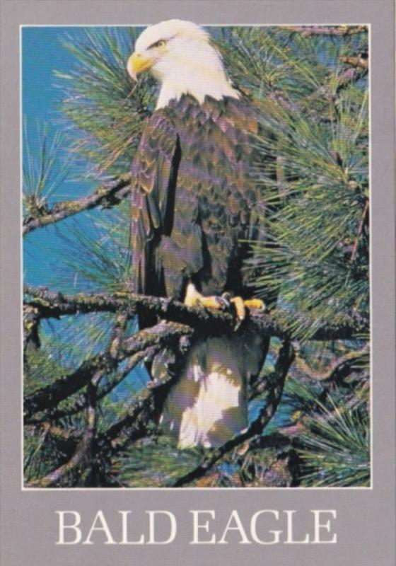 Birds The American Bald Eagle