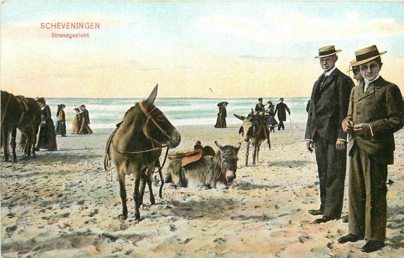 c1907 Postcard Saddle Donkeys on Beach, Scheveningen, Strandgezicht, Netherlands