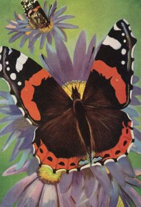 London Butterflies 1950s Train Painting Transport Poster Postcard