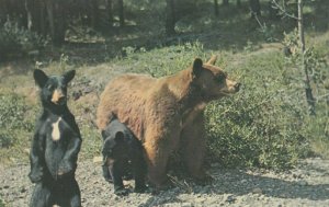 BANFF National Park, Alberta, Canada, 1950-60s; Wild Bear Family