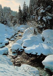 BF235 ruisseau dans une froret d auvergne france