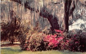 Romantic Spanish moss and colorful azaleas Winter Park, Florida