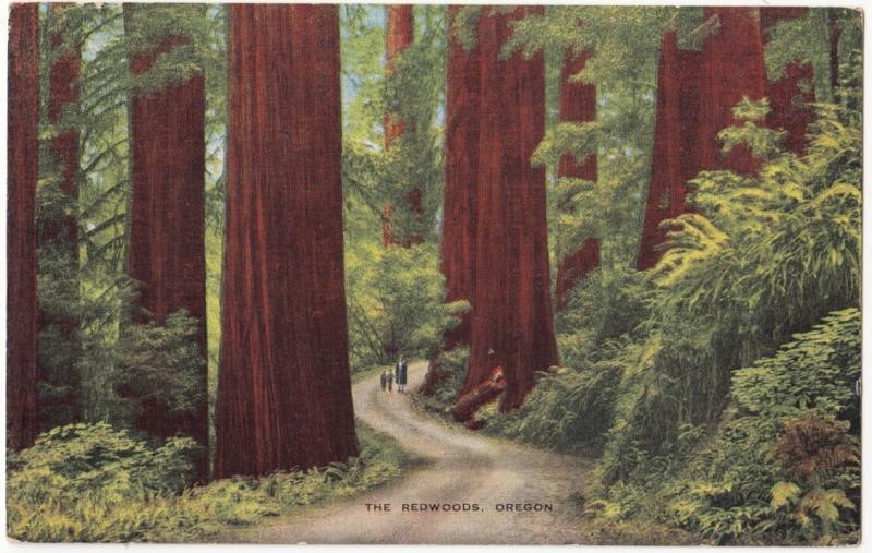 The Redwoods, Oregon, unused Postcard