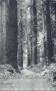 Big Tree Grove - Santa Cruz, California CA  