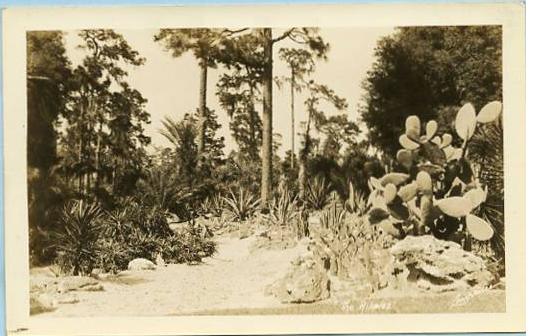 Cacti - The Ripples  (Laurence)      *RPPC