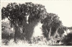 Real photo post card Eastern Africa Ethiopia Eritrean flora doums palms
