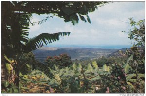 View From the Tropical Rain Forest, EL YUNQUE, Puerto Rico, PU-1959
