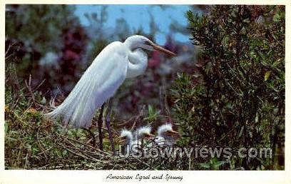 Egrets - Everglades National Park, Florida FL