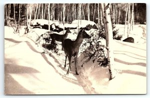 1940s ARCADIA MICHIGAN DEER STANDING IN SNOWY WOODS PHOTO RPPC POSTCARD P1322