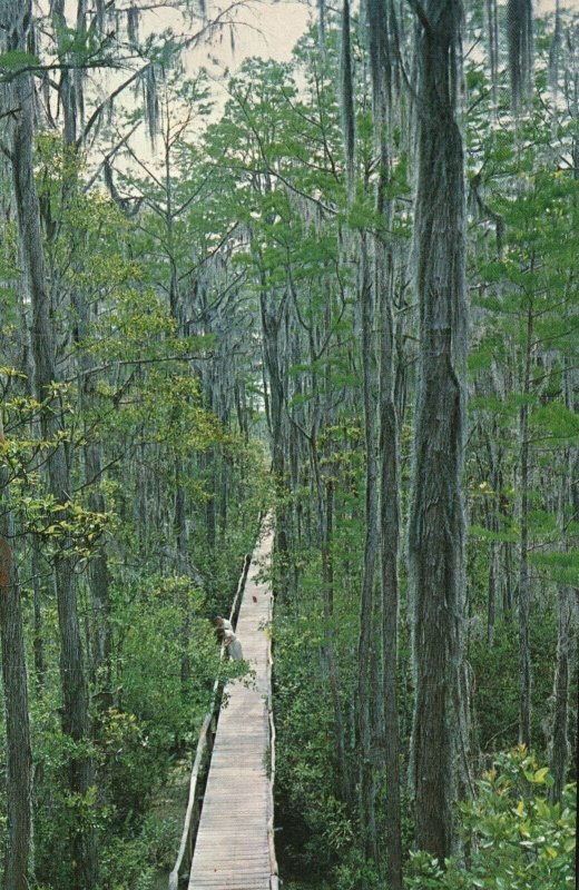 Vintage Postcard Boardwalk w/ Moss-Hung Okefenokee Swamp Park Waycross Georgia