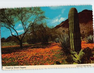 Postcard Carpet of Desert Poppies