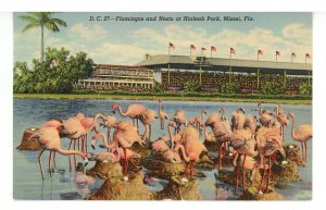 FL - Miami. Hialeah Park, Flamingos & Nests